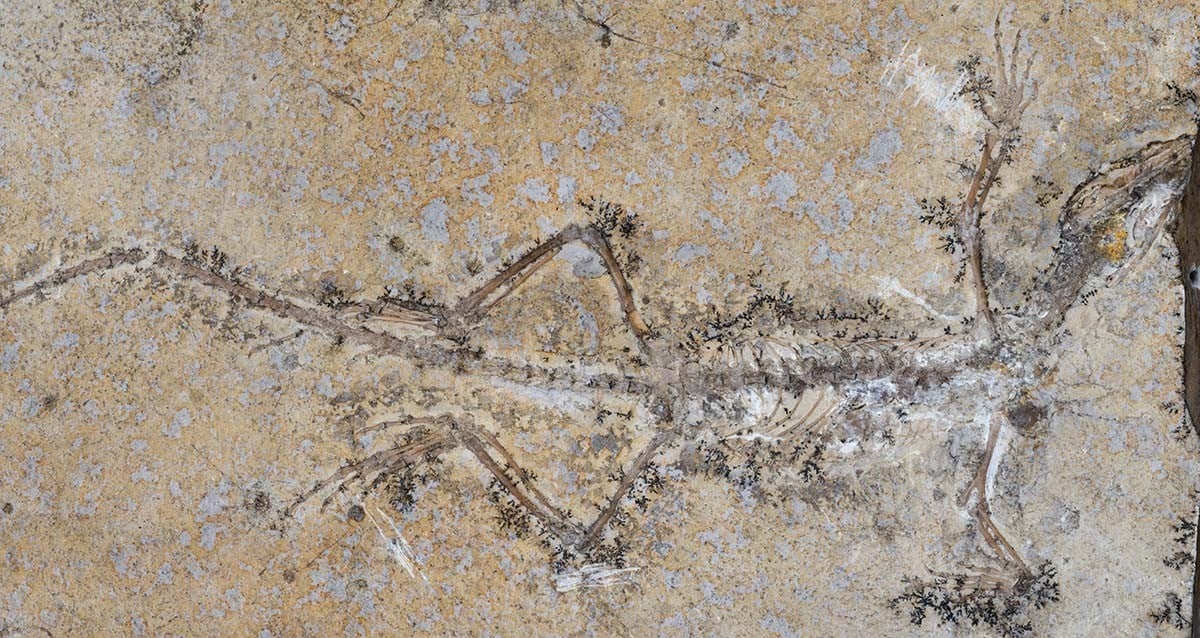 PhD Student’s Stunning Fossil Puzzle Unlocks Mystery of a Lost Prehistoric Reptile Species