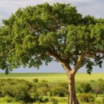 Secret Fig Trees That Turn Carbon Dioxide Into Stone Could Change Climate Science Forever