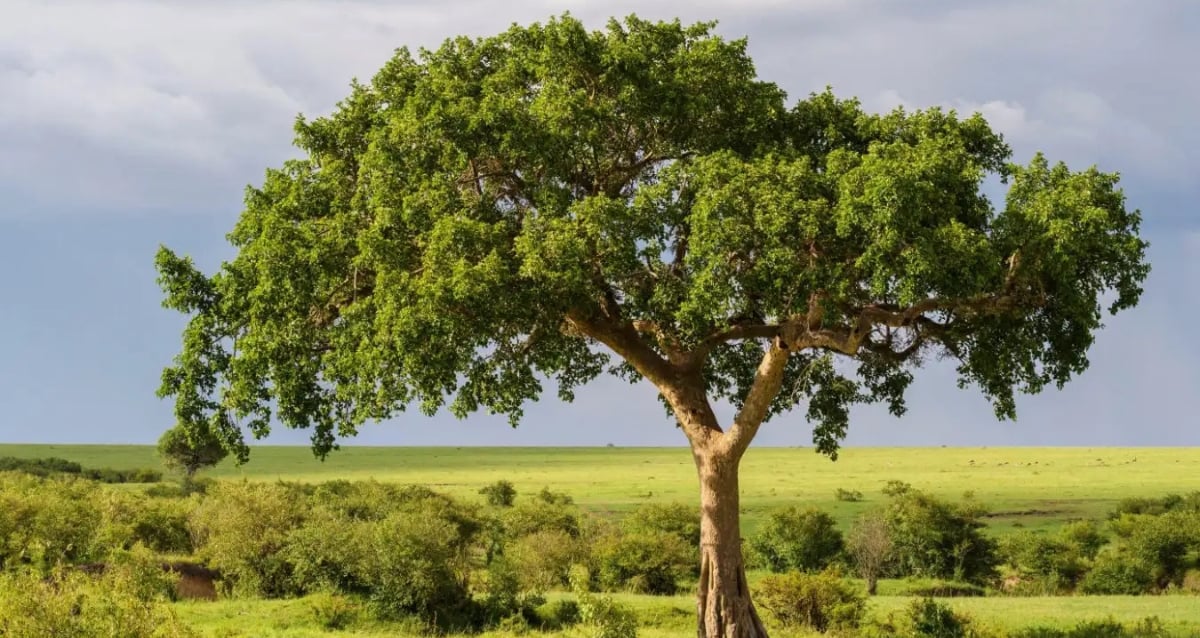 Secret Fig Trees That Turn Carbon Dioxide Into Stone Could Change Climate Science Forever