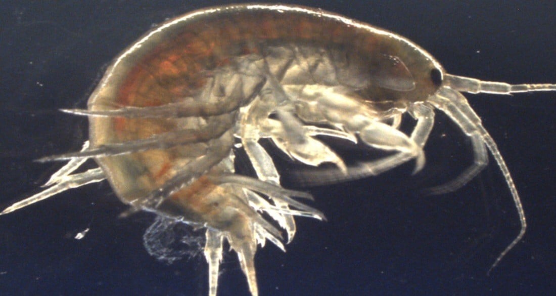 Shock Discovery: Every Shrimp Sampled in England’s Waterways Tests Positive for Cocaine—What’s Happening Beneath the Surface?
