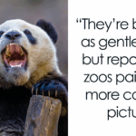 The Shocking Truth Behind Pandas’ Deadly Nature Hidden by a Clever Biological Illusion