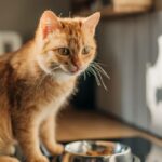 The Shocking Truth Behind Why Humans First Domesticated Cats, Revealed by Scientists