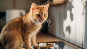 The Shocking Truth Behind Why Humans First Domesticated Cats, Revealed by Scientists