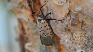 The Surprising Method Experts Swear By to Eradicate Spotted Lanternflies for Good