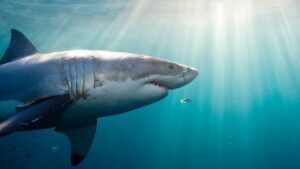 The Surprising Reason Behind the Great White Shark’s Mysterious White Belly Revealed!