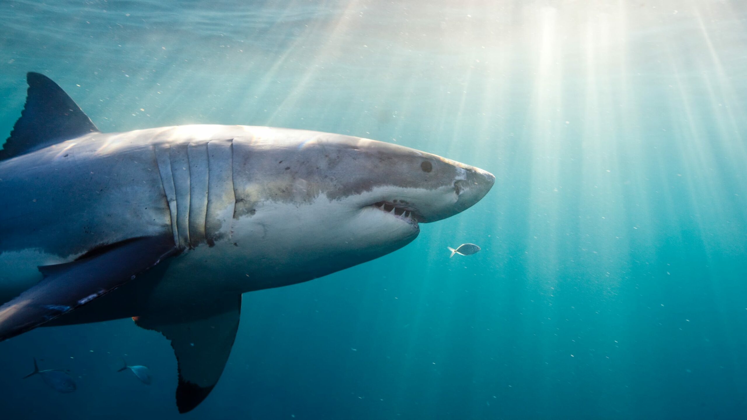 The Surprising Reason Behind the Great White Shark’s Mysterious White Belly Revealed!