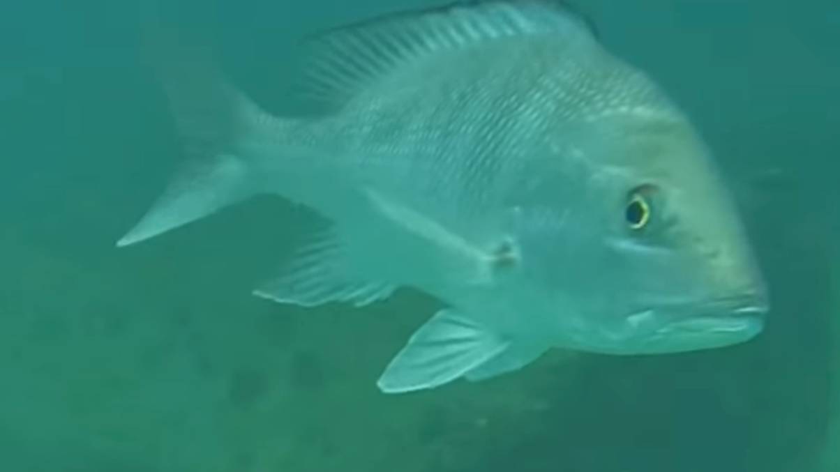 Unbelievable Secrets Revealed Beneath the Boat After Man Drops GoPro Into the Depths