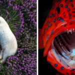 Unveiled: The Mesmerizing Nature Photos That Stole the 2023 International Photography Awards Spotlight