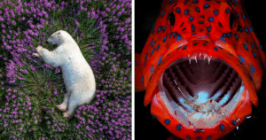 Unveiled: The Mesmerizing Nature Photos That Stole the 2023 International Photography Awards Spotlight