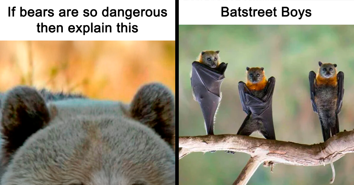 49 Wild Animal Memes So Funny, You Won't Believe They're Real!