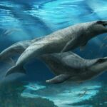 Ancient Secret Unearthed: 26 Million-Year-Old Discovery Hidden Beneath Australian Seabed Raises New Mysteries