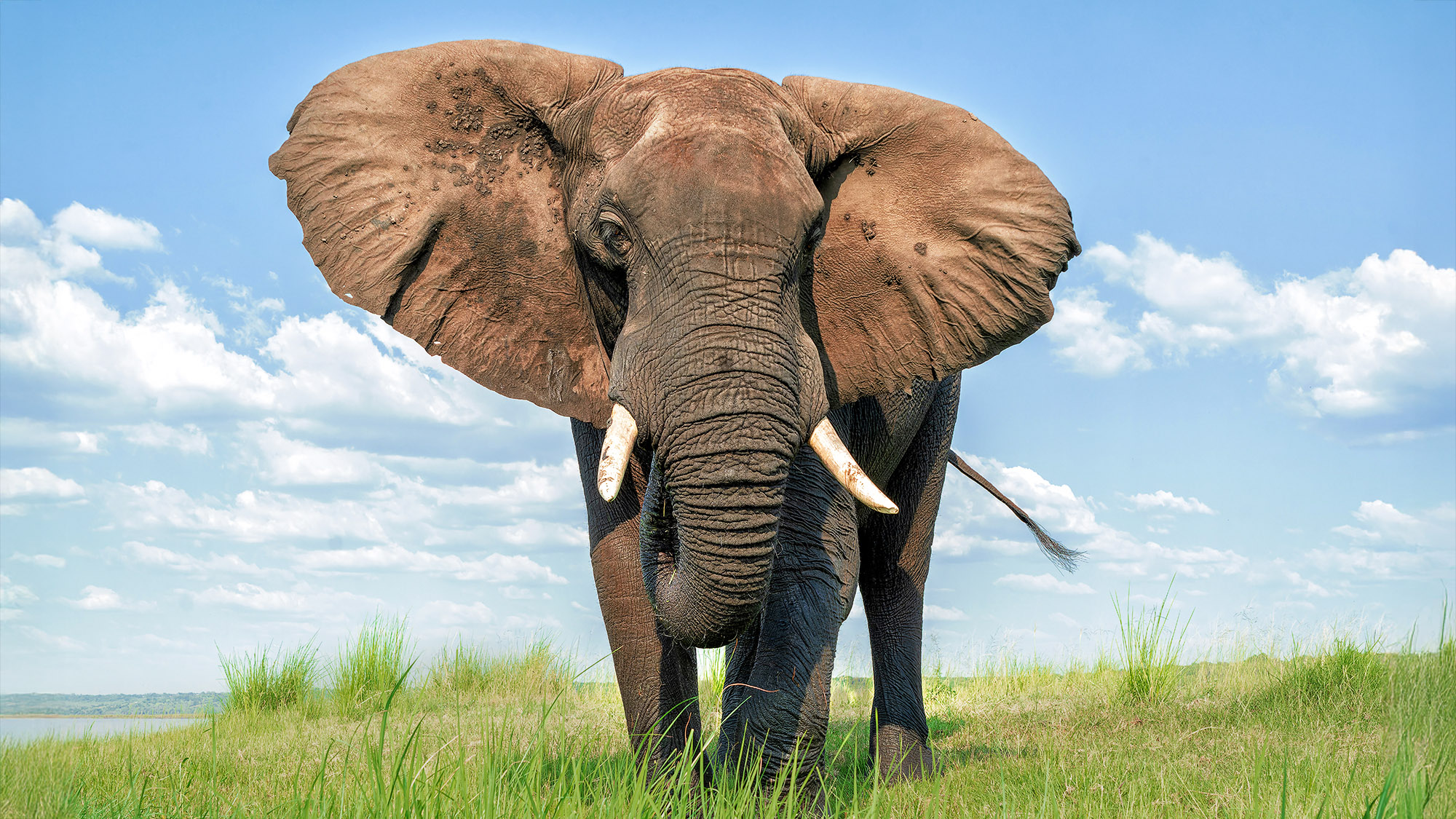 Are Elephants Secret Marketing Geniuses? Groundbreaking Study Reveals Unexpected Talent