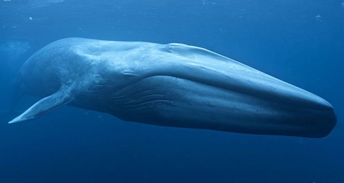 Giant Blue Whale Fossil Unearthed: Size Shatters All Previous Records, Scientists Stunned!