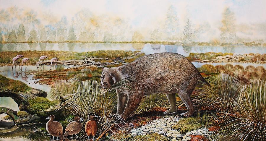 Hidden for Decades: Museum Drawer Yields 25-Million-Year-Old Giant Wombat Fossils That Rewrite History