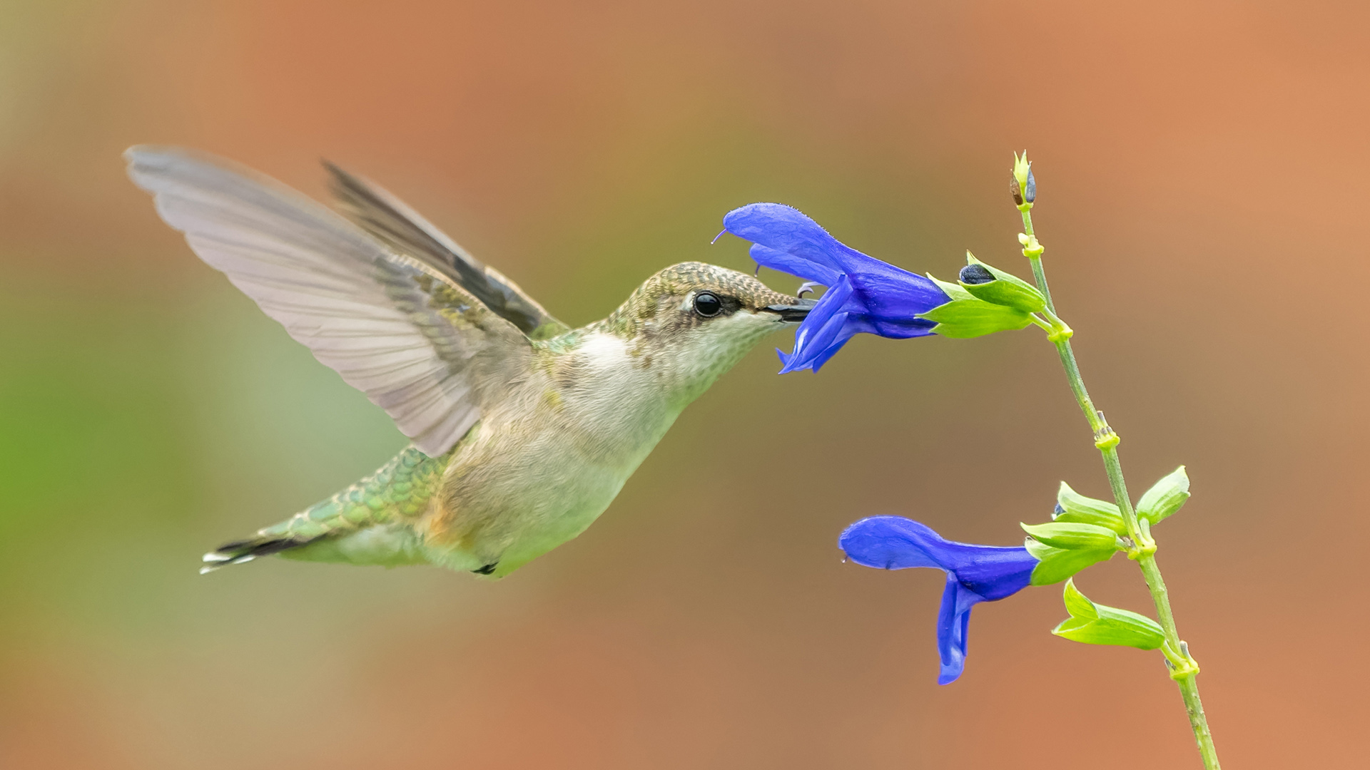 Hummingbird’s Shocking Discovery Leaves It Questioning Everything About Flight