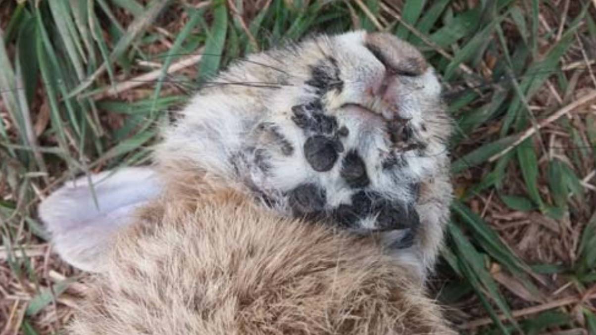 Is Nature Hiding a Secret? The Bizarre Truth Behind ‘Frankenstein’ Bunnies with Horns Revealed!