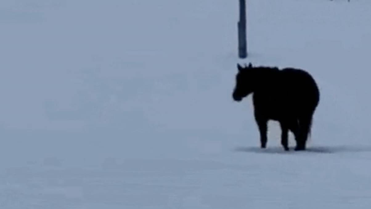 Is the Horse Galloping Forward or Backward? The Optical Illusion Splitting the Internet Leaves Everyone Stunned!