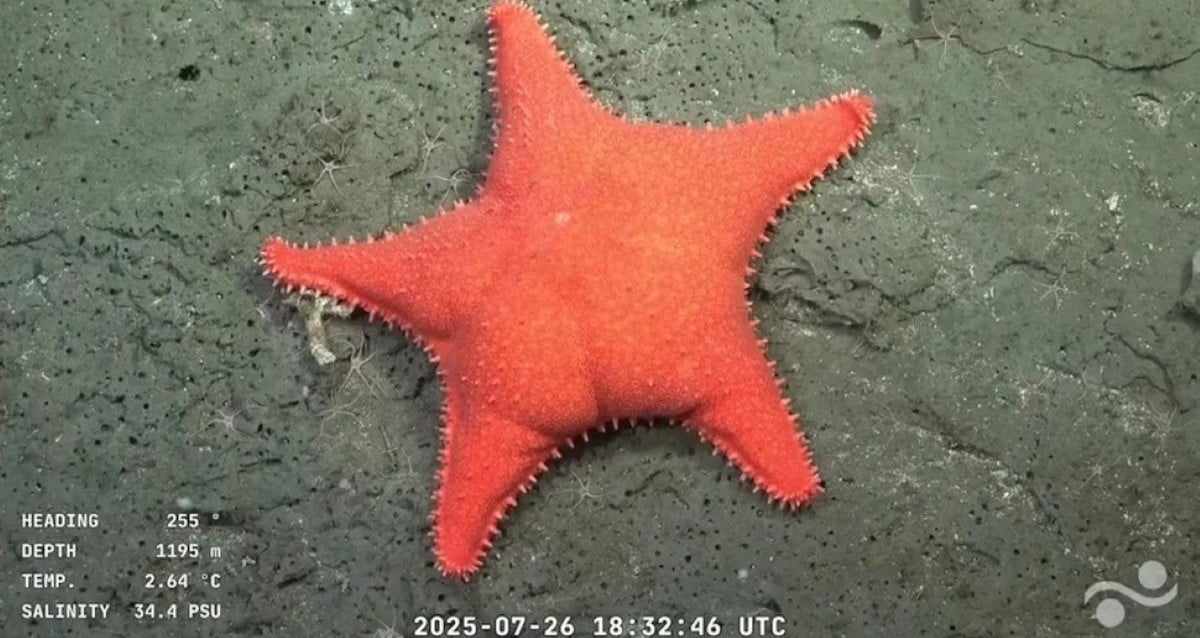 Mysterious ‘Big-Butt Starfish’ Discovered on Argentina’s Atlantic Seafloor Leaves Scientists Stunned