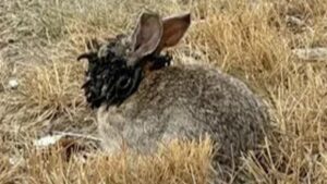 Mysterious ‘Frankenstein’ Rabbits with Creepy Face Tentacles Baffle Scientists—What’s Really Behind Their Surge?