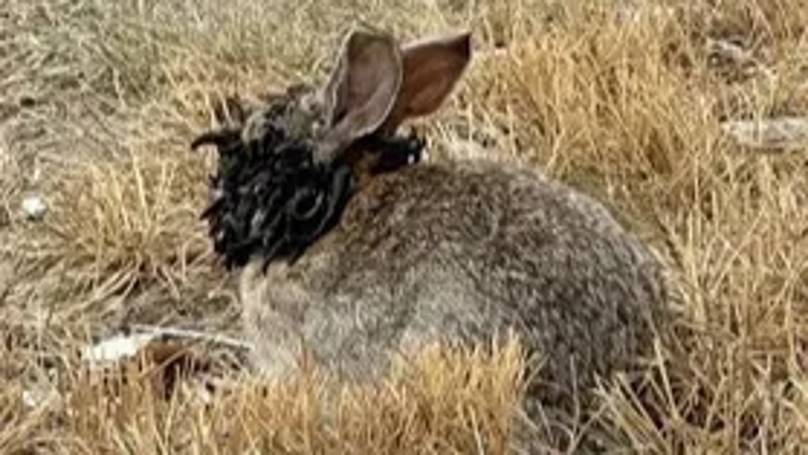 Mysterious ‘Frankenstein’ Rabbits with Creepy Face Tentacles Baffle Scientists—What’s Really Behind Their Surge?