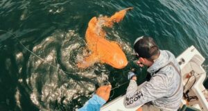 Mysterious Orange Shark With Piercing White Eyes Stuns Scientists Off Costa Rica's Shores