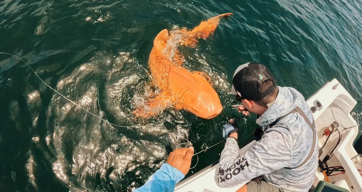 Mysterious Orange Shark With Piercing White Eyes Stuns Scientists Off Costa Rica's Shores