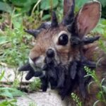 Mysterious ‘Tentacles’ Linked to Rabbit Disturbances Spark Urgent Community Alert