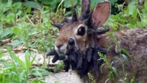 Mysterious ‘Tentacles’ Linked to Rabbit Disturbances Spark Urgent Community Alert