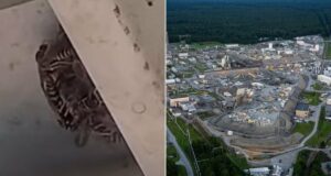 Mystery Unfolds as Workers Discover Four Radioactive Wasp Nests Hidden Within South Carolina Nuclear Site