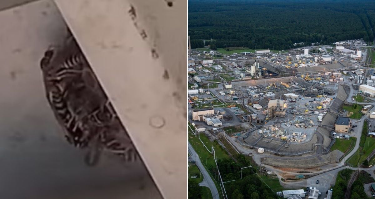 Mystery Unfolds as Workers Discover Four Radioactive Wasp Nests Hidden Within South Carolina Nuclear Site