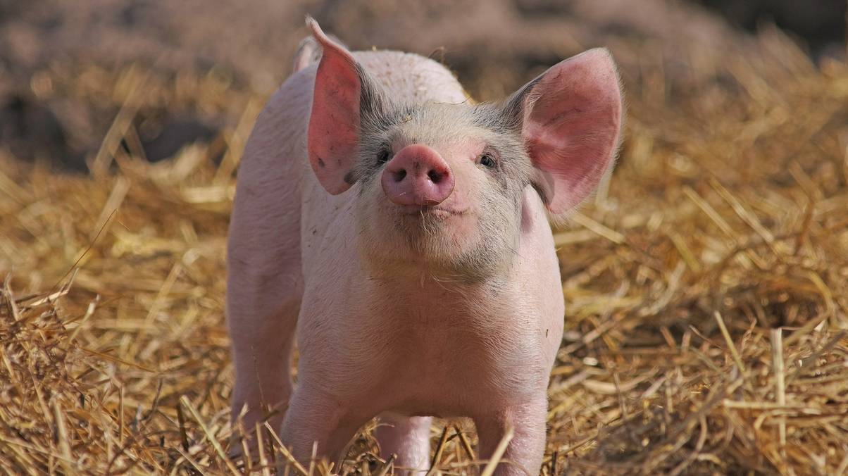 Revolutionary Breakthrough: Could This Historic Pig-to-Human Lung Transplant Change Medicine Forever?