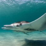 Scientists Uncover Giant Manta Ray Species That Could Hide a Surprise Twice the Size of Your Car Garage