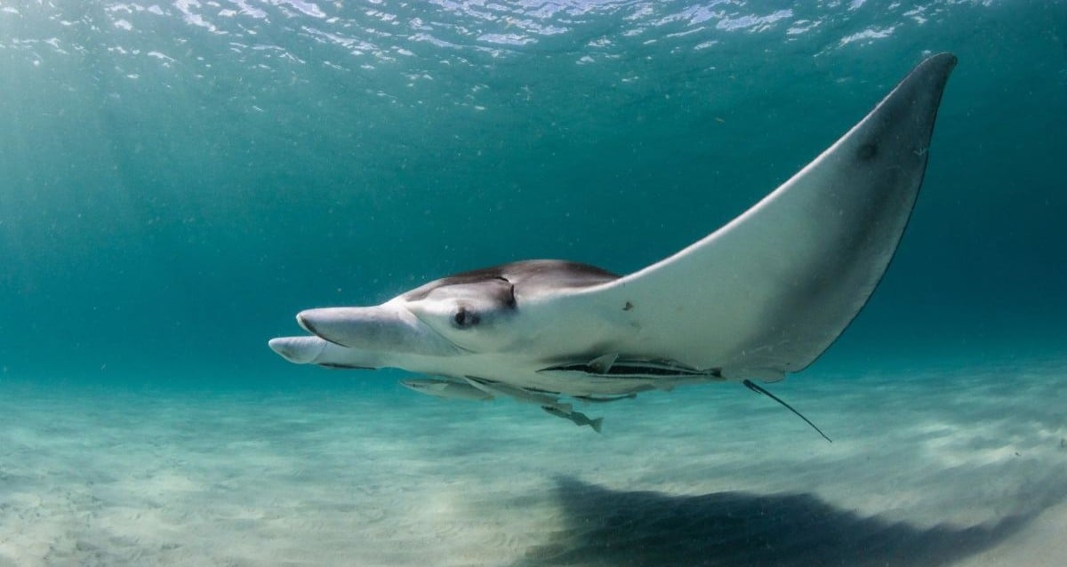 Scientists Uncover Giant Manta Ray Species That Could Hide a Surprise Twice the Size of Your Car Garage
