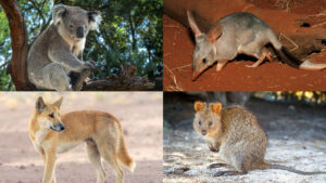Shocking Revelation: Has Australia Been Lying About Its Weird Wildlife All Along?