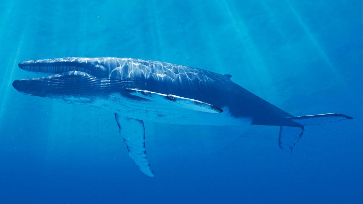 Silent Giants: The Alarming Mystery Behind Blue Whales' Vanishing Songs and What It Means for Our Future