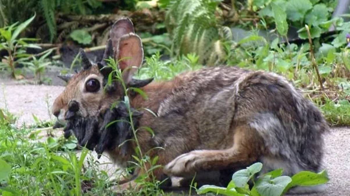 Terrifying 'Frankenstein' Rabbits with Face Tentacles Spark Urgent Global Alert—What Scientists Discovered Will Shock You!