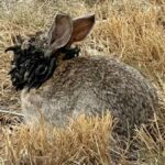 Terrifying 'Frankenstein' Rabbits with Mysterious Tentacles Spark Alarm Across the US—What Pet Owners Need to Know Now