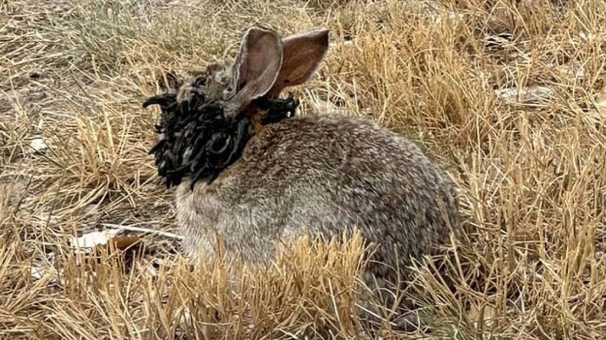 Terrifying 'Frankenstein' Rabbits with Mysterious Tentacles Spark Alarm Across the US—What Pet Owners Need to Know Now