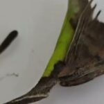 Terrifying Mystery Behind Viral 'Leaf' Video Has Everyone on Edge—What Really Happened?
