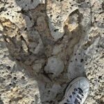 Texas Flood Volunteer Unearths Mysterious 35-Foot Dinosaur Tracks Hidden for Millions of Years