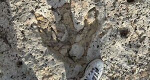 Texas Flood Volunteer Unearths Mysterious 35-Foot Dinosaur Tracks Hidden for Millions of Years
