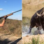 Texas Millionaire’s Safari Takes Deadly Turn When Cape Buffalo Attacks Without Warning