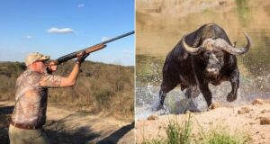 Texas Millionaire’s Safari Takes Deadly Turn When Cape Buffalo Attacks Without Warning