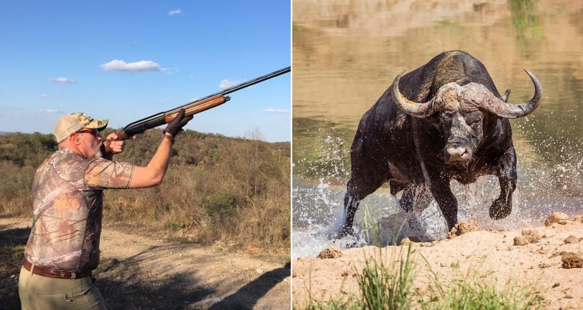 Texas Millionaire’s Safari Takes Deadly Turn When Cape Buffalo Attacks Without Warning