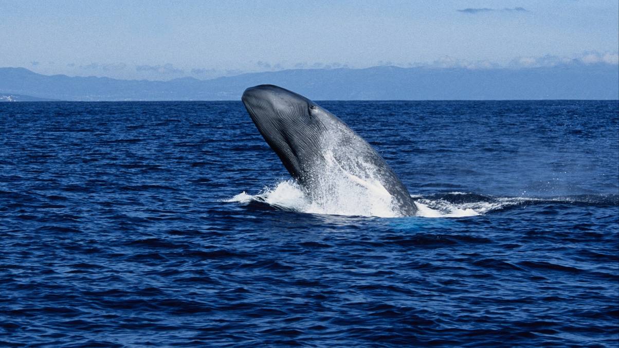 The Century-Old Mystery Behind the Sudden Silence of Blue Whales Finally Uncovered