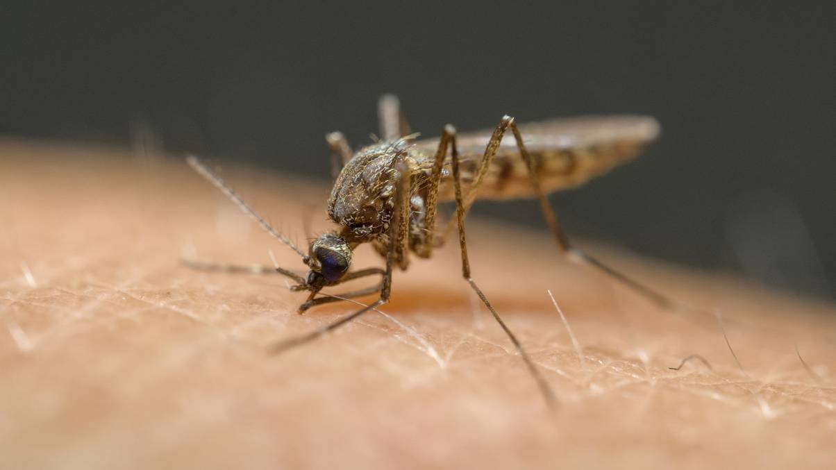 The Surprising Secret Behind Why Mosquitoes Prefer Biting Certain People Revealed!