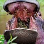 Trapped Inside a Hippo’s Throat: The Unbelievable Escape That Defies Logic