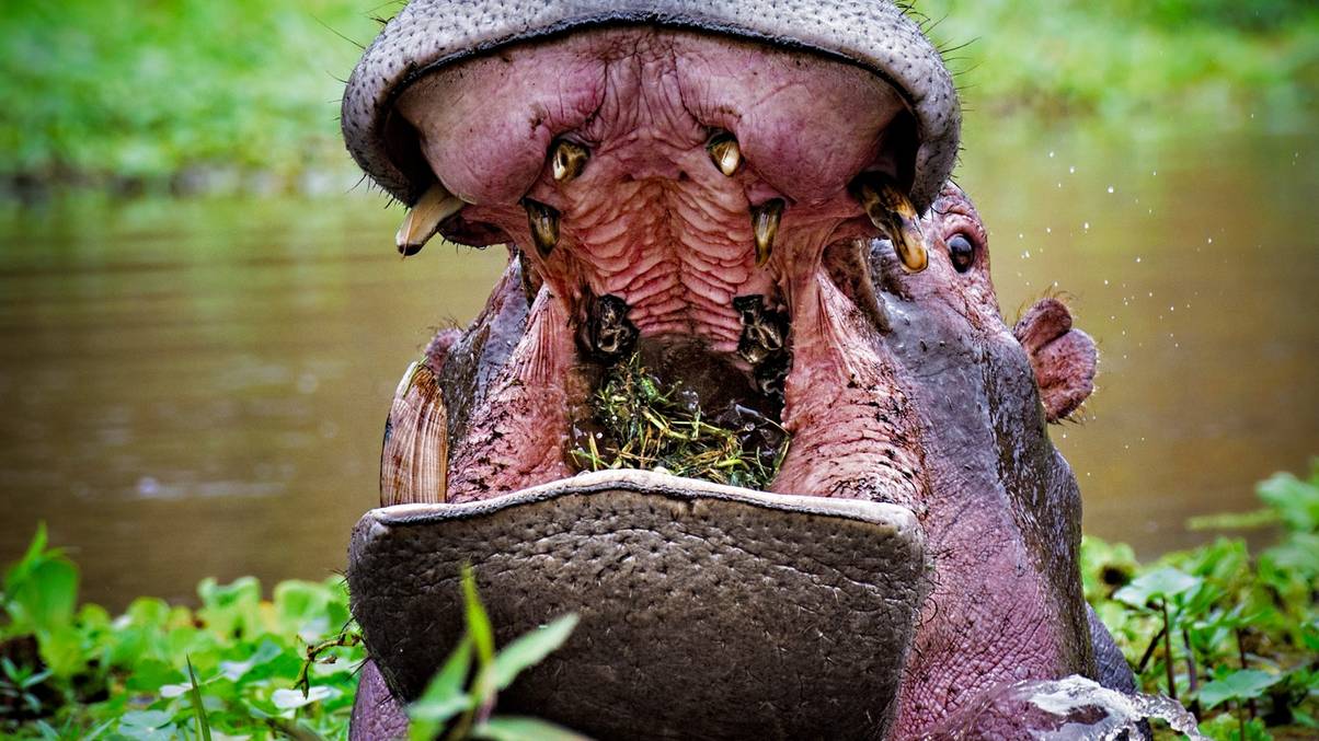 Trapped Inside a Hippo’s Throat: The Unbelievable Escape That Defies Logic