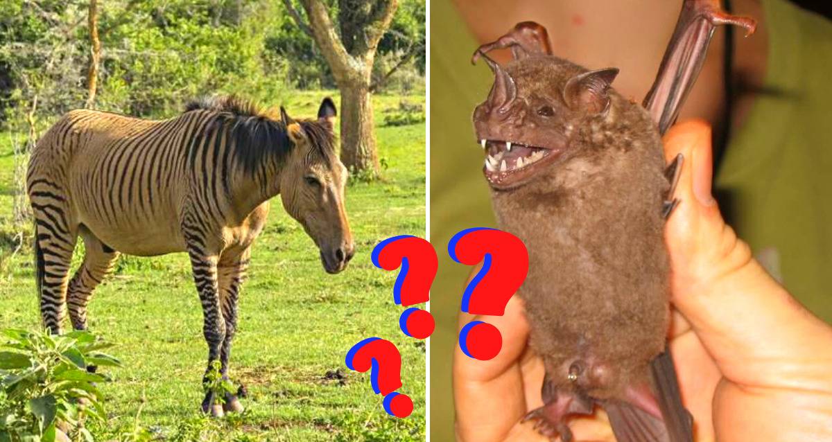 Unbelievable Creatures: Discover the Strange Animal Hybrids That Defy Nature's Rules!