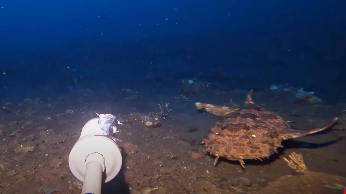 Unbelievable Deep-Sea Beast Filmed Devouring Sharks in One Jaw-Dropping Bite